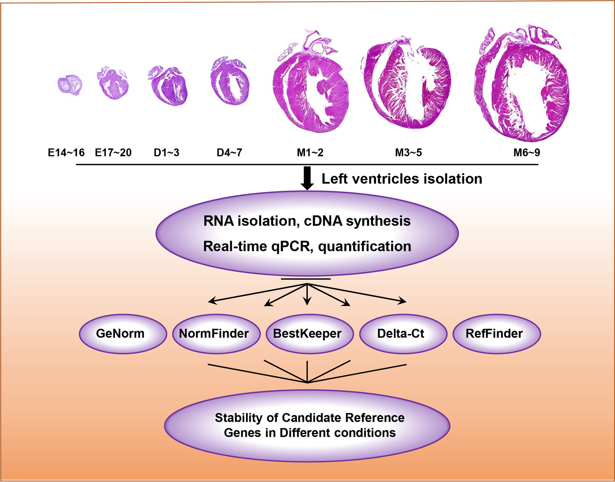 Identification of reference genes for gene expression studies among different developmental stages of murine hearts