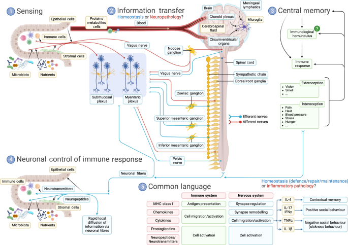 A new age for (mucosal) NeuroImmunology