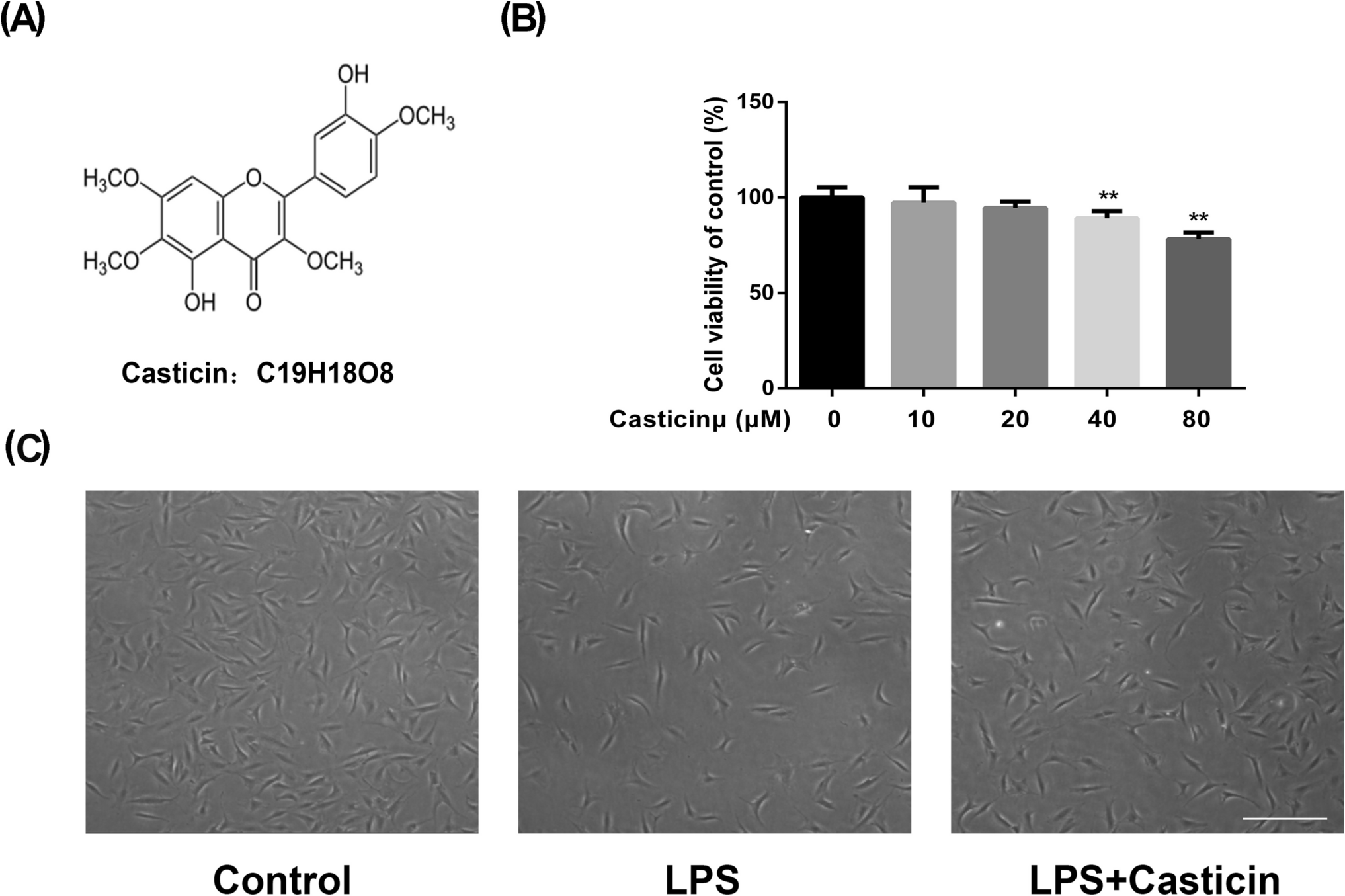 Therapeutic targeting of Nrf2/HO-1/NF-κB signaling axis with casticin mitigates intervertebral disc degeneration: in vitro and in vivo investigations