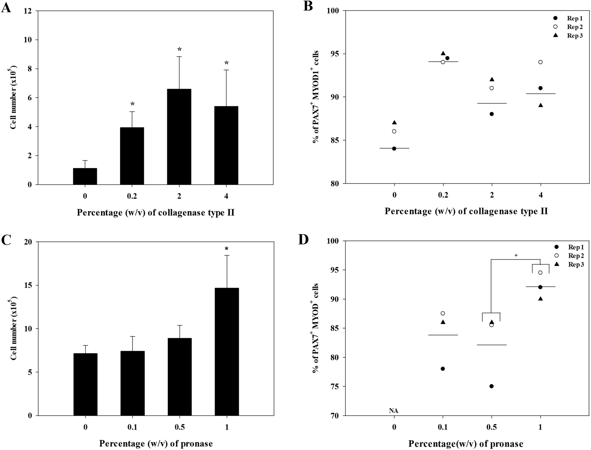 Optimization of a protocol for the high-yield isolation of active muscle stem cells from bovine skeletal muscle tissue