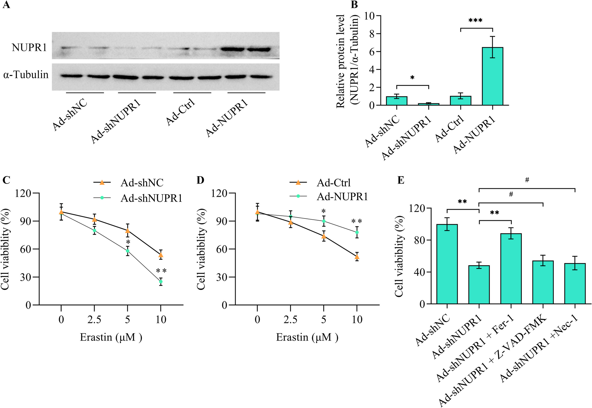 Nuclear protein 1 protects against neonatal hypoxic-ischemic encephalopathy by inhibiting neuronal ferroptosis by improving iron storage