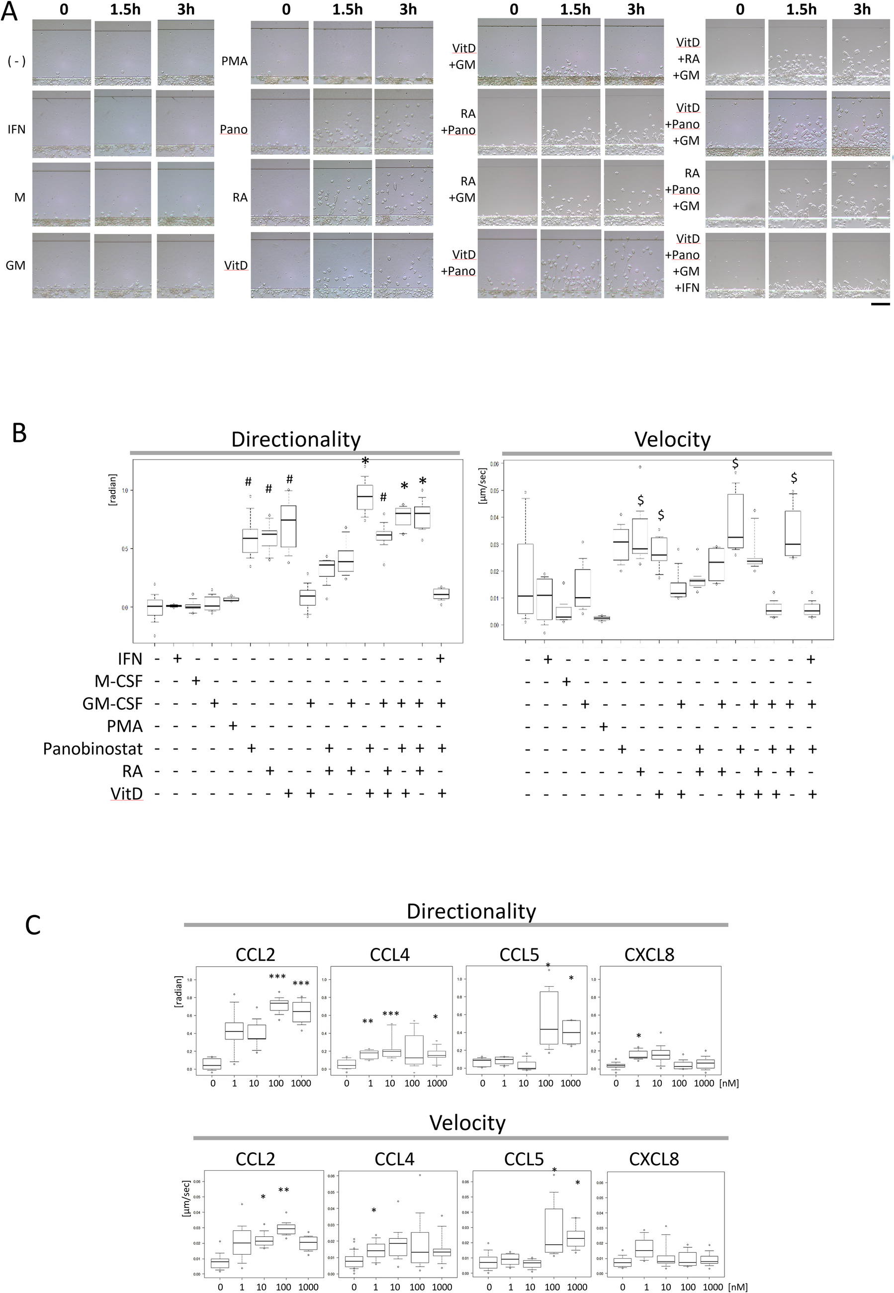 Establishment of a method to evaluate the dynamics of highly chemotactic THP-1 cells during differentiation into monocyte-M1 macrophage-like cells
