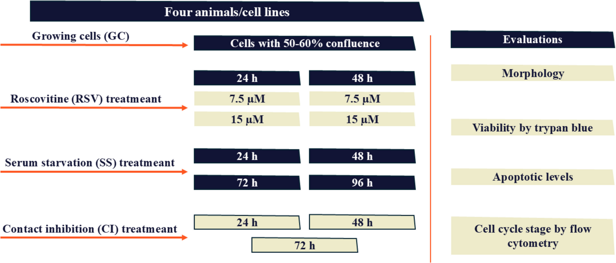 Exploring the effects of roscovitine, serum starvation, and contact inhibition at G/G arrest in northern tiger cat dermal fibroblasts