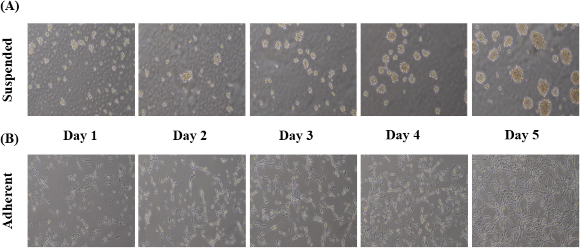 Role of PDGFRα-mediated signalling in anoikis resistance in glioblastoma: in vitro study