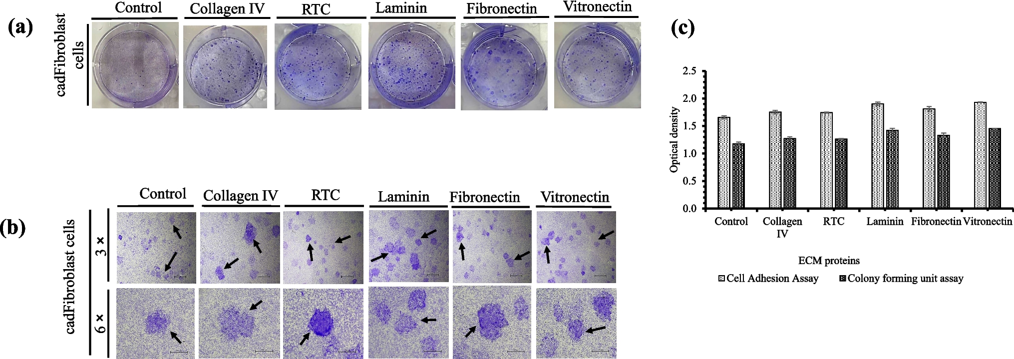 Adhesion extracellular matrix proteins improve in vitro cellular and functional properties of enriched caprine adult dermal fibroblast
