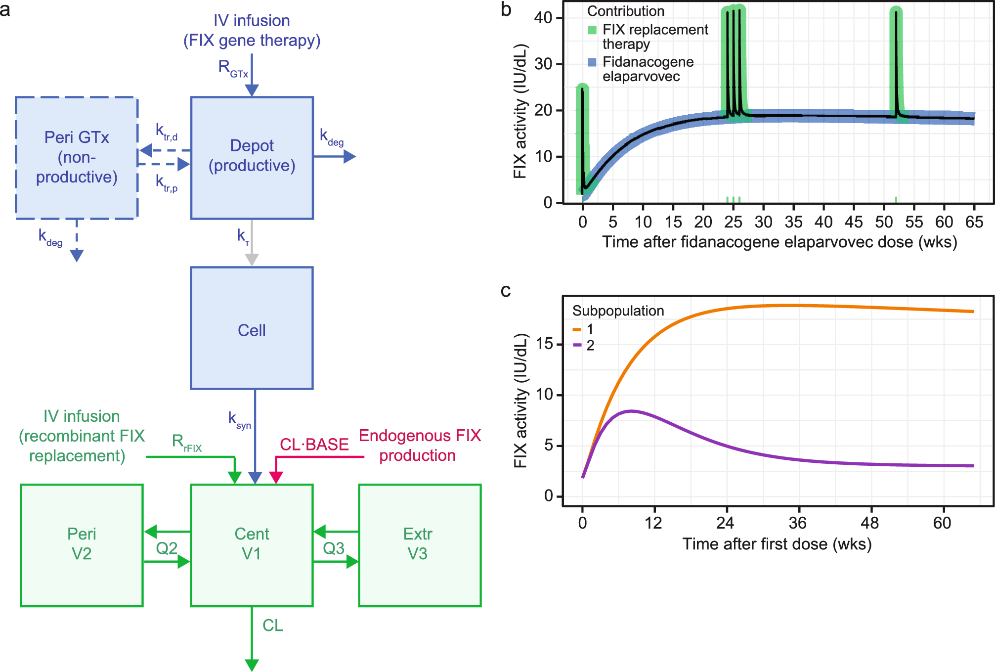 Population Modeling of Factor IX Activity Following Administration of Fidanacogene Elaparvovec Gene Therapy in Participants with Hemophilia B