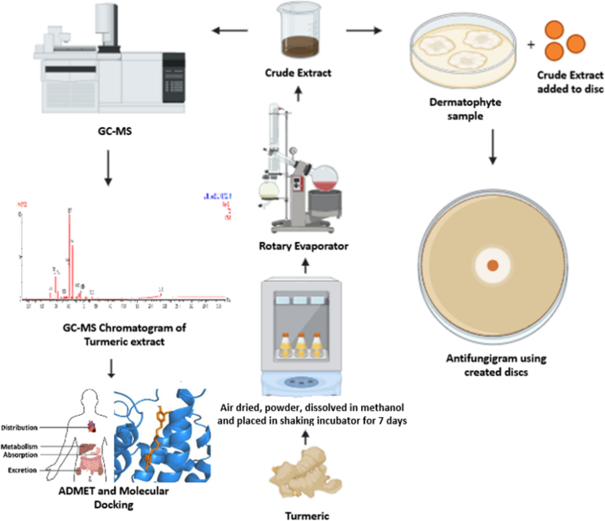 Antidermatophytic activity of Curcuma longa against Trichophyton spp.: compound identification and molecular docking to lanosterol 14α-demethylase