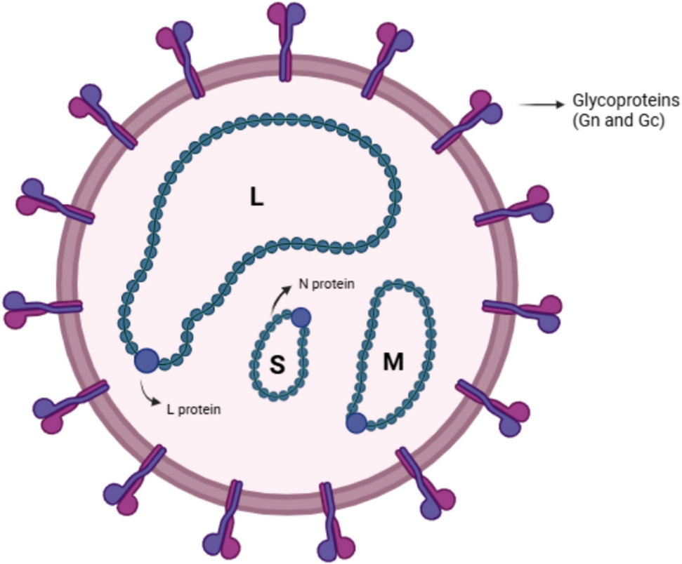 Oropouche Virus, A New Emerging Threat