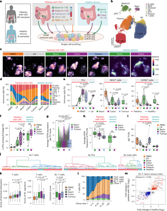 CD160 dictates anti-PD-1 immunotherapy resistance by regulating CD8+ T cell exhaustion in colorectal cancer