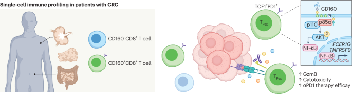 CD160+CD8+ T cells for improved immunotherapy