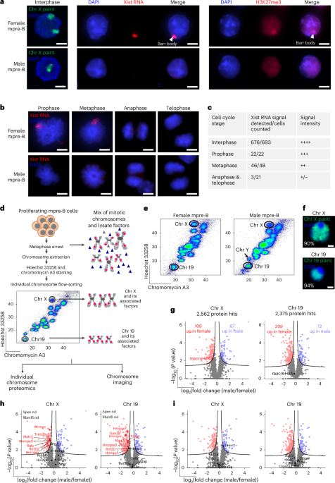 Hbo1 and Msl complexes preserve differential compaction and H3K27me3 marking of active and inactive X chromosomes during mitosis