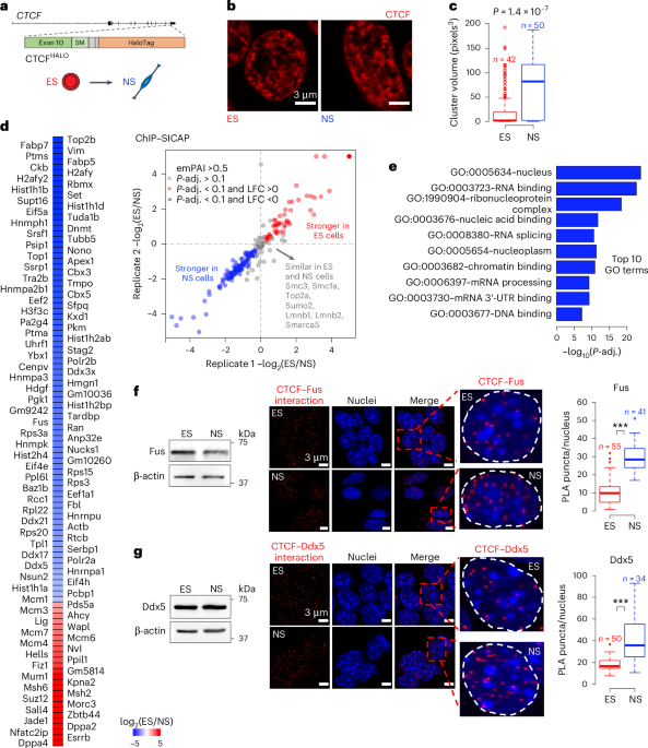 RNA-binding proteins mediate the maturation of chromatin topology during differentiation