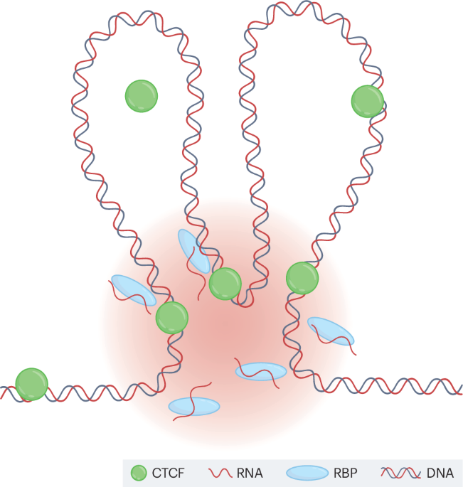 RNA-binding proteins pull in chromatin loops