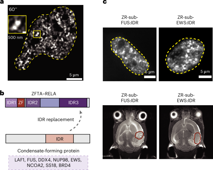 Fusion oncoproteins acquire condensate propensity to initiate tumour formation