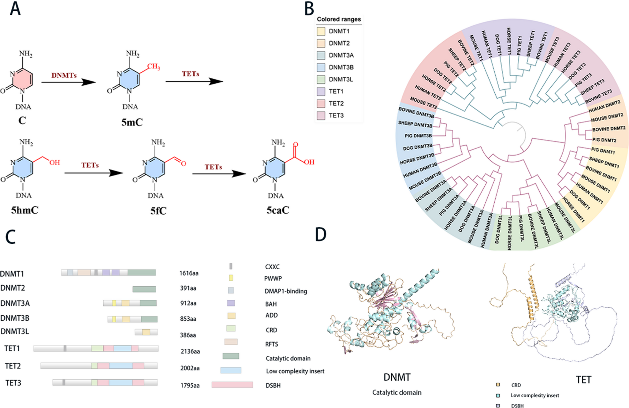 Evolutionary and structural insights into DNMTs and TETs: decoding their functional heterogeneity and oncogenic roles in methylation regulation