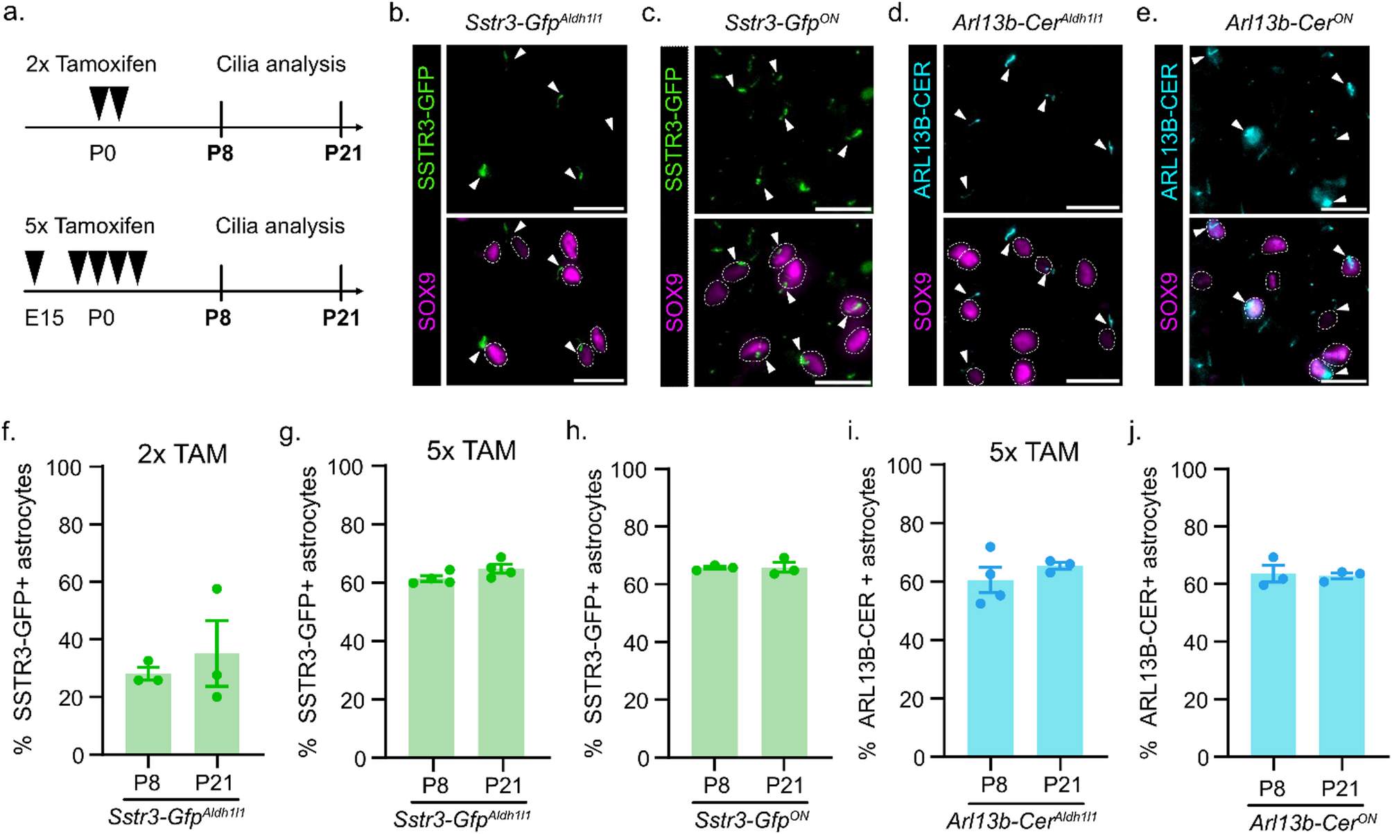 In vivo genetic labeling of primary cilia in developing astrocytes