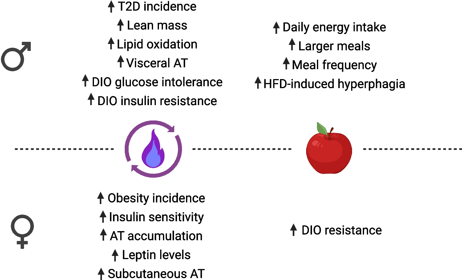 Sexual dimorphism in the development and function of the melanocortin system