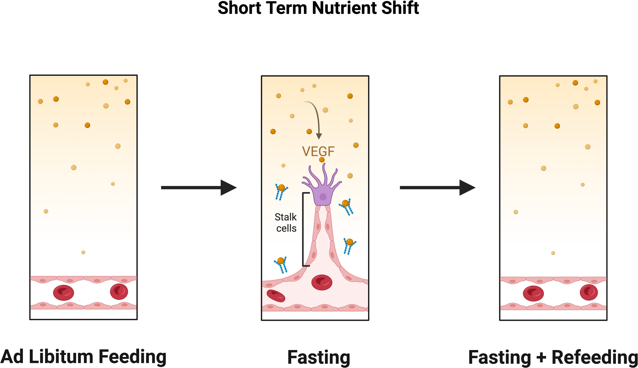 Neurovascular plasticity as a modulator of hypothalamic function