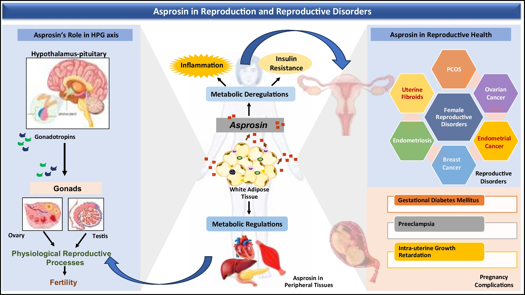 Pathophysiological insights into asprosin: an emerging adipokine in reproductive health