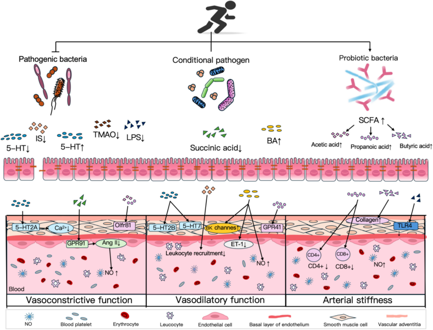 Mechanisms of exercise in preventing cardiovascular diseases: Insights from gut microbiota characteristics in pathological states of cardiovascular diseases