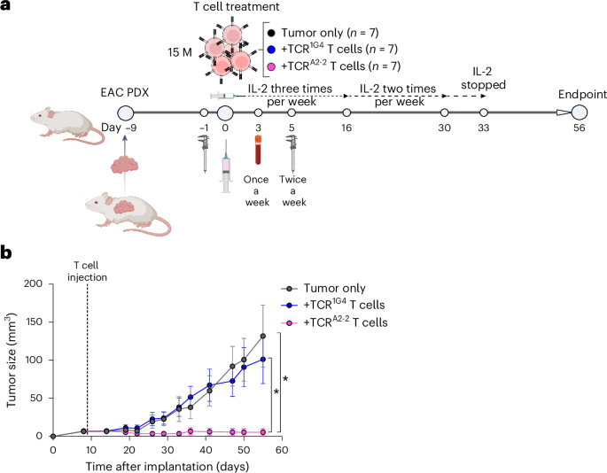 T cells engineered to target a shared β-catenin mutation eradicate solid tumors in mice