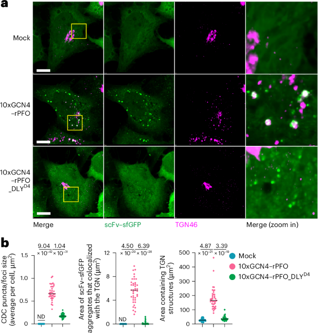 Bacterial toxins rewire the trans-Golgi network to activate the inflammatory response