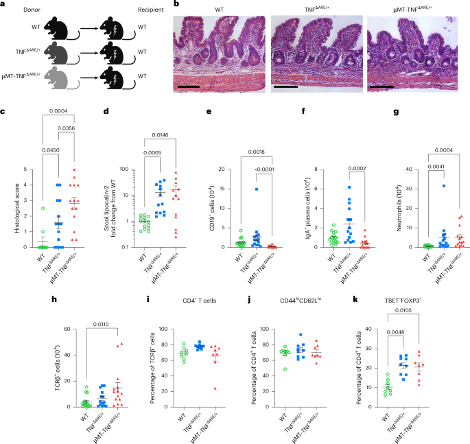 Distinct roles for B cell-derived LTα3 and LTα1β2 in TNF-mediated ileitis