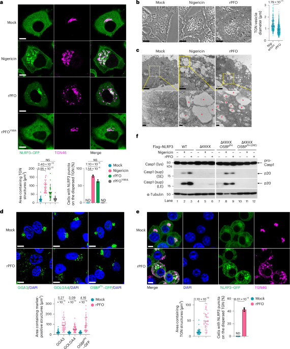 Type A cholesterol-dependent cytolysins translocate to the trans-Golgi network for NLRP3 inflammasome activation