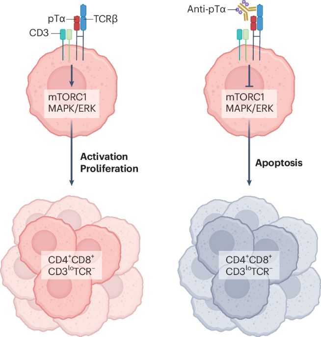 The pre-T cell receptor as a tumor immunotherapy target in T cell leukemia