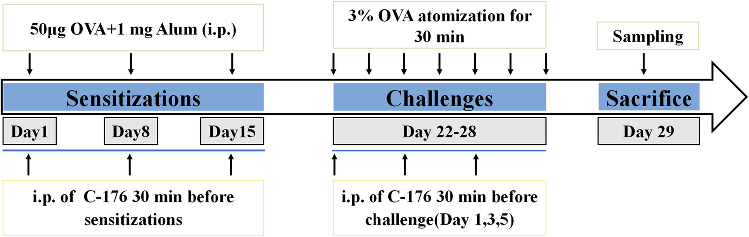 Stimulator of Interferon Genes Regulates Ferroptosis and Airway Inflammation via acyl-CoA Synthetase Long-Chain Family Member 4 in Asthmatic Mice