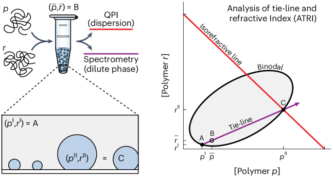 A label-free method for measuring the composition of multicomponent biomolecular condensates