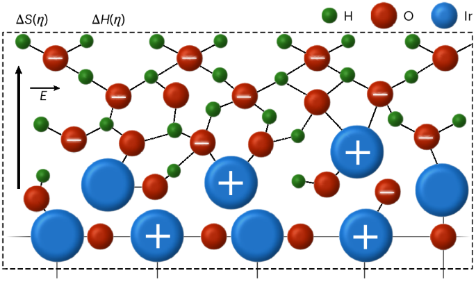 Interfacial solvation pre-organizes the transition state of the oxygen evolution reaction