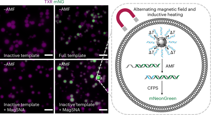 Repurposing magnetic hyperthermia therapy to control biosynthesis in synthetic cells