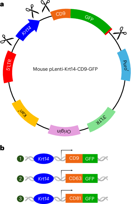 Labeling, isolation and characterization of cell-type-specific exosomes derived from mouse skin tissue