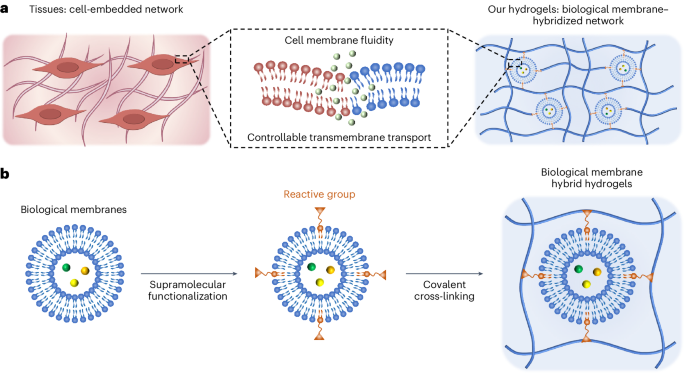 Generating structurally and functionally programmable hydrogels by biological membrane hybridization