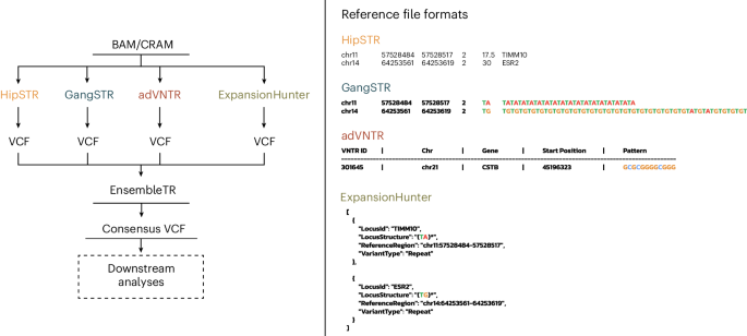 A practical guide to identifying associations between tandem repeats and complex human traits using consensus genotypes from multiple tools