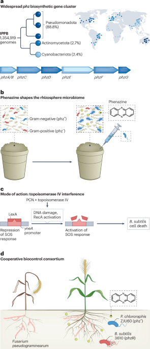 Ecological function of phenazine in soil