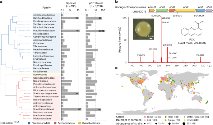 Phenazines contribute to microbiome dynamics by targeting topoisomerase IV