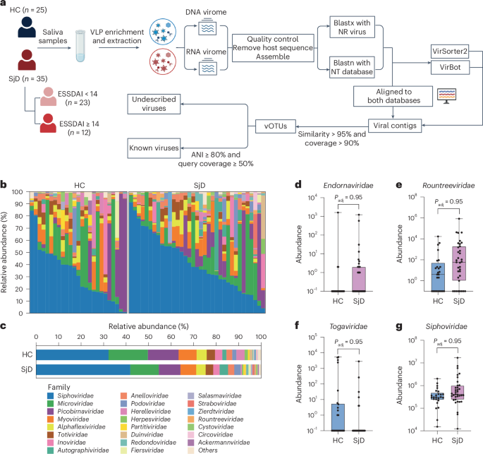 Vientovirus capsid protein mimics autoantigens and contributes to autoimmunity in Sjögren’s disease
