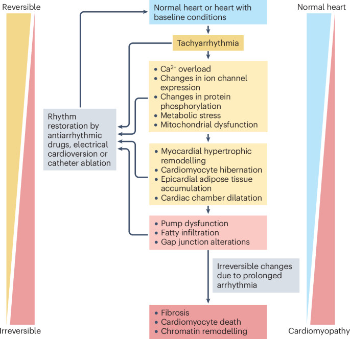 Arrhythmia-induced cardiomyopathy: focus on atrial fibrillation