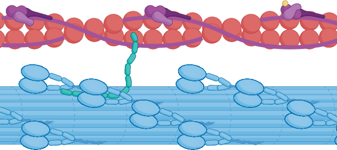 Cardiac myosin inhibitors for the treatment of obstructive and non-obstructive HCM