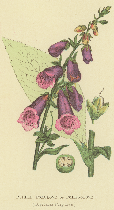 Benefit of digitoxin therapy for HFrEF