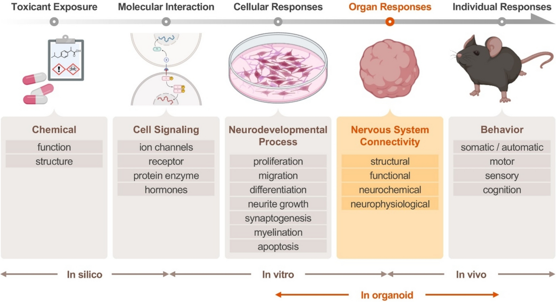 Toxicity assessment using neural organoids: innovative approaches and challenges