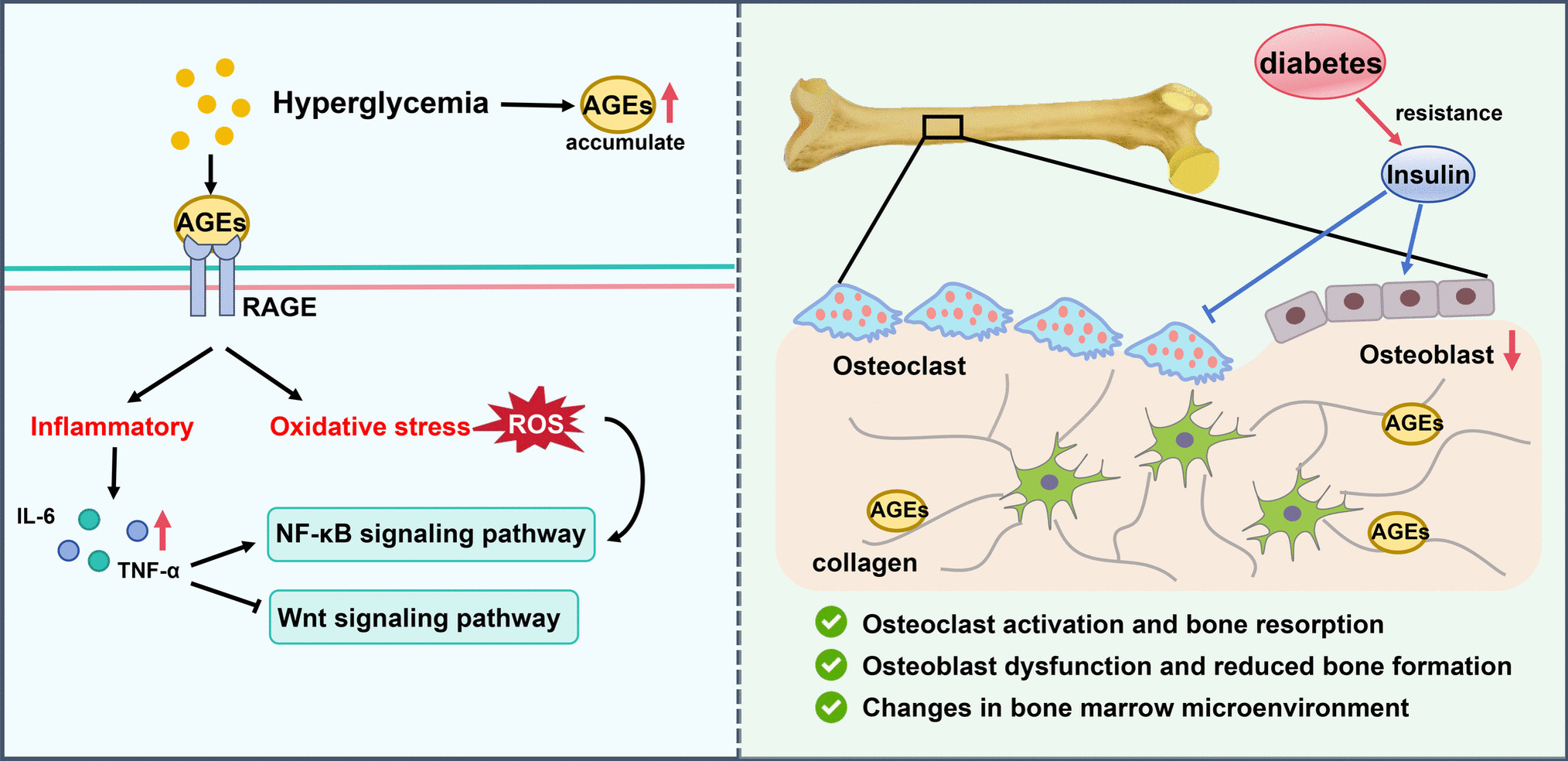 Interaction between diabetes and osteoporosis: imbalance between inflammation and bone remodeling
