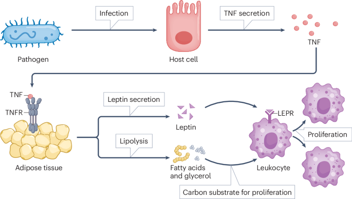 Leptin and melanocortin signalling in the response to infection