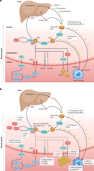 HDL metabolism and function in diabetes mellitus