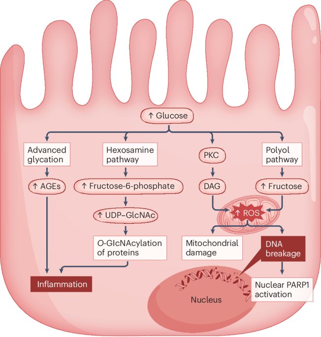 Mechanisms of diabetic kidney disease and established and emerging treatments