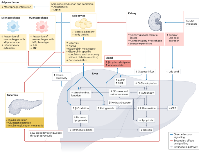 Cardiometabolic and renal benefits of sodium–glucose cotransporter 2 inhibitors