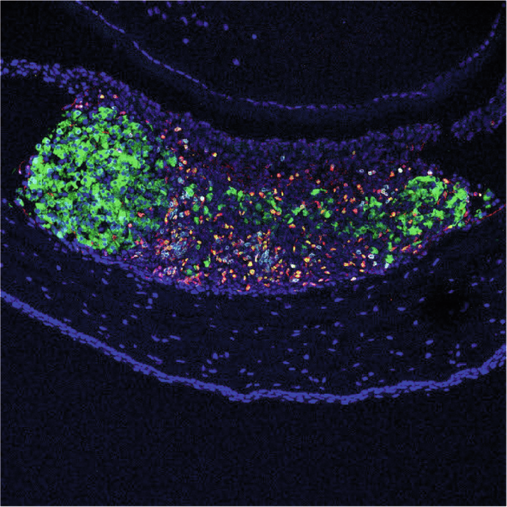 Antigen-specific Treg cells induce infectious tolerance