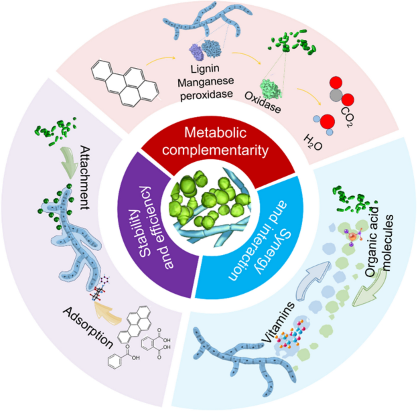 Review on the metabolic synergistic mechanisms in fungal-bacterial co-culture systems for VOCs biodegradation: from a microscopic perspective